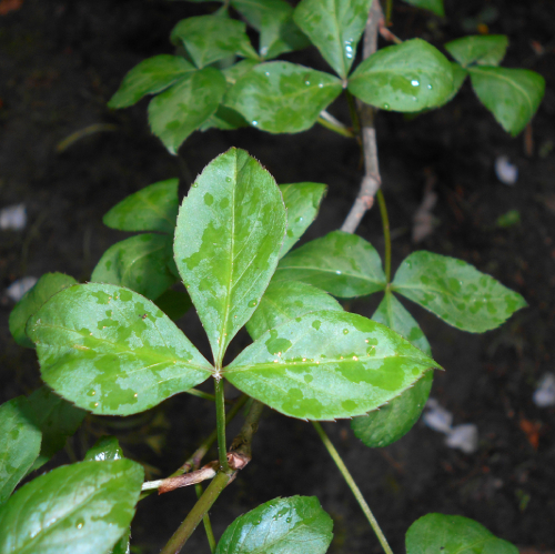 Cây ngũ gia bì gai